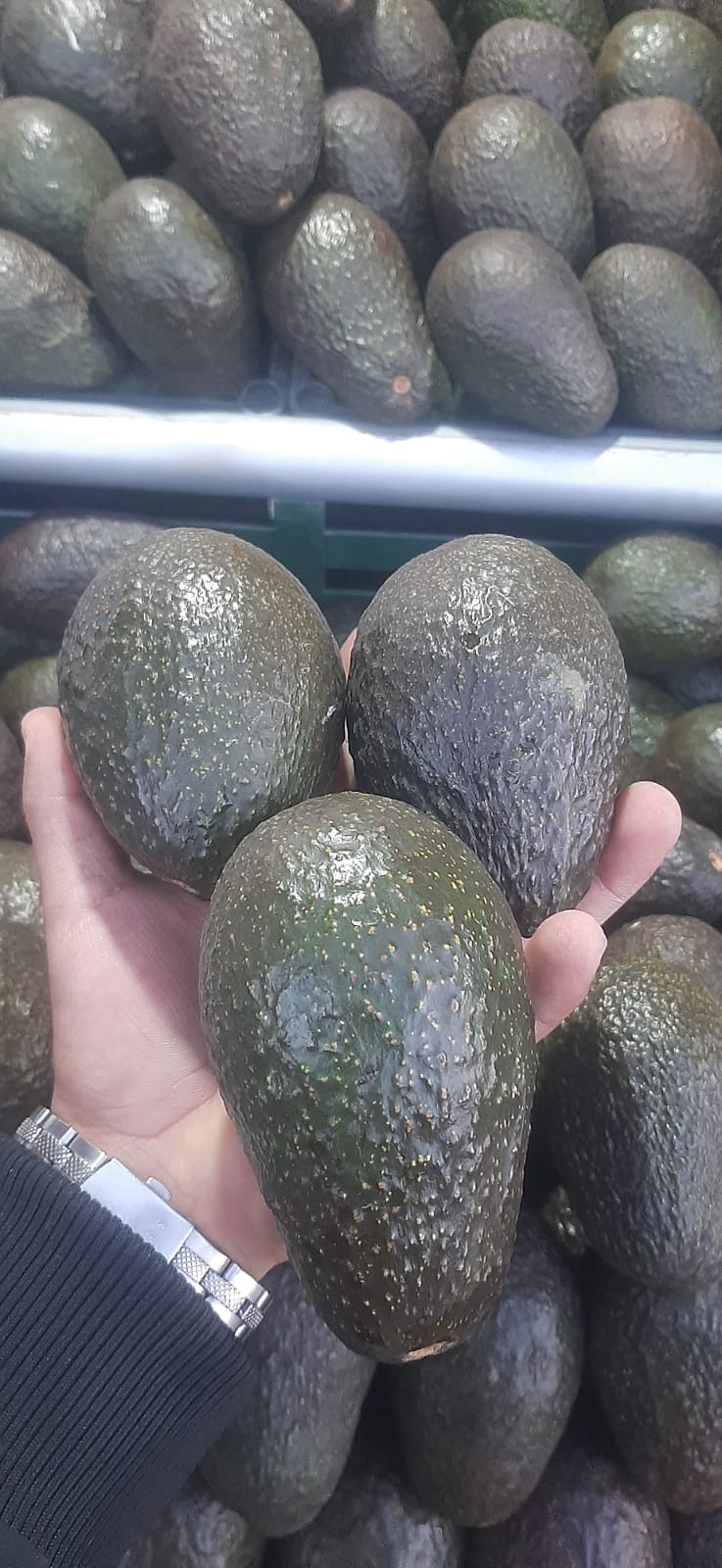 Aguacate Hass fresco sostenido en la mano