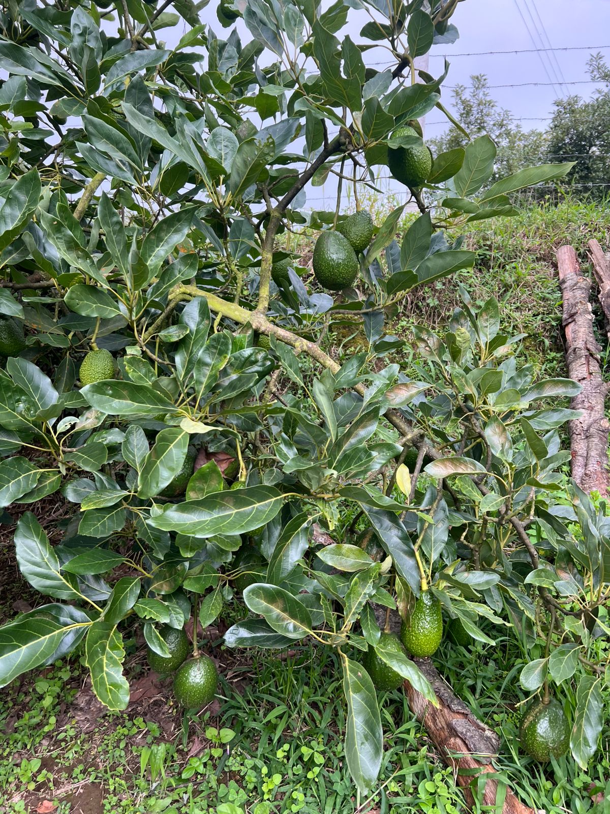 Árbol con aguacates